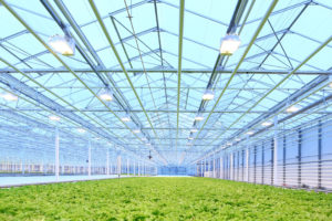 Horticultural lighting